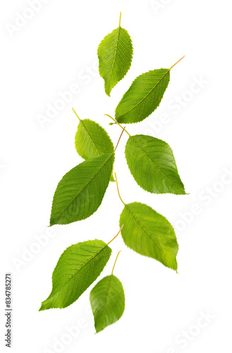 Cherry leaf isolated on white background. Set of green fruit leaves flat lay.