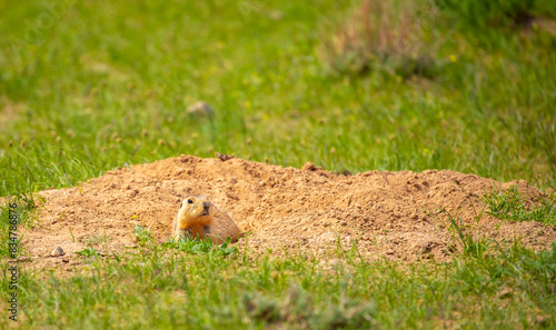 Photography The gopher sits in the grass in the mountains, looks to the side, as if reading your text, studying, showing curiosity, interest