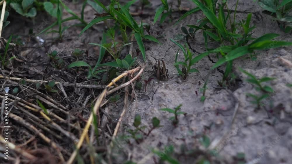 The process of teasing a grasshopper sitting on the ground with a long, dry stem of a plant. Then he jumps off the frame of the video. Wild animals and insects, exploring the world. The process of teasing a grasshopper sitting on the ground with a long, dry stem of a plant. Then he jumps off the frame of the video. Wild animals and insects, exploring the world.