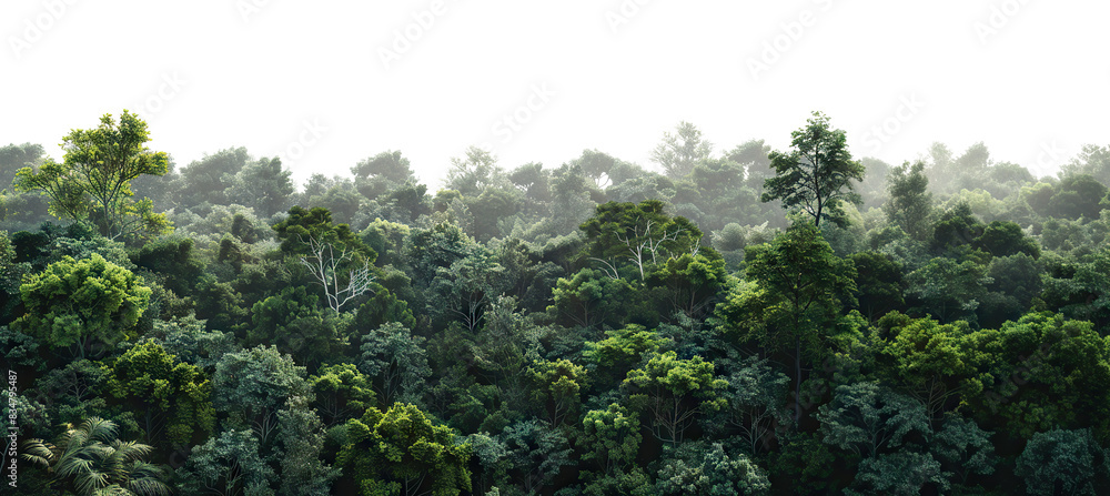 Obraz premium Lush green forest cut out