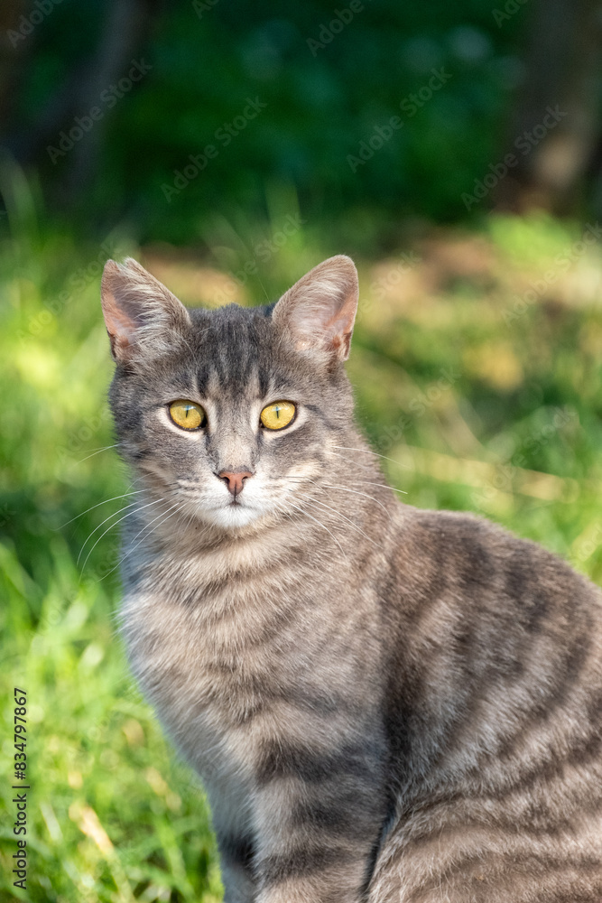 portrait of a gray cat portrait of a gray cat