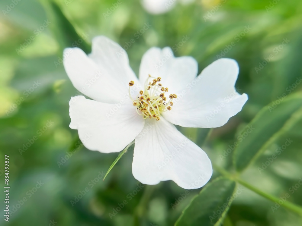 White flower Rosa Agrestis close -up White flower Rosa Agrestis close -up