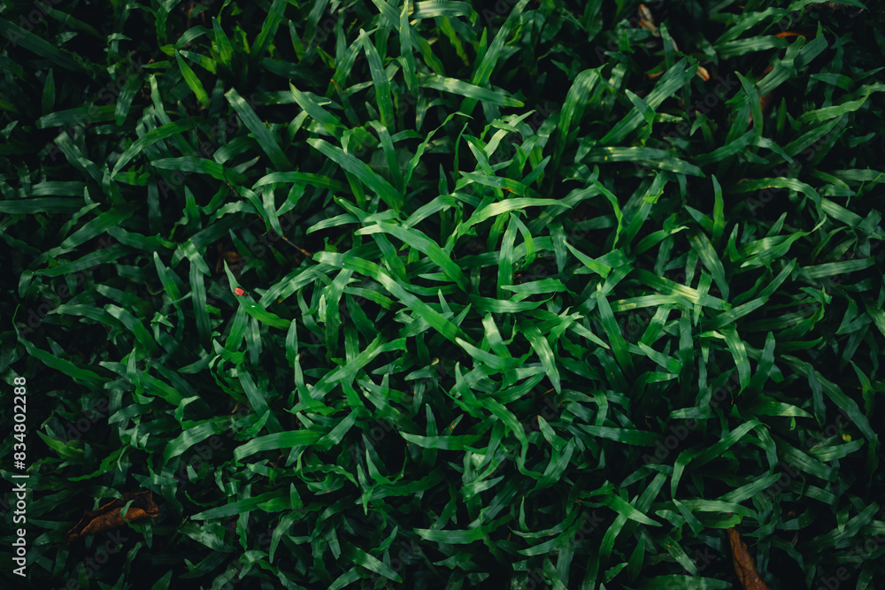 Green grass background in evening summer,Dark green grass in nature Green grass background in evening summer,Dark green grass in nature