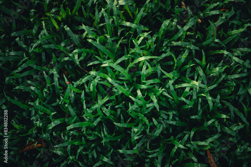 Fototapeta Naklejka Na Ścianę i Meble -  Green grass background in evening summer,Dark green grass in nature
