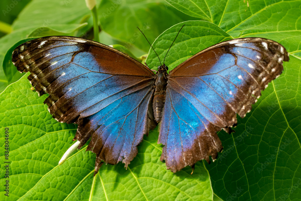 Obraz premium Papillon butinant des fleurs.