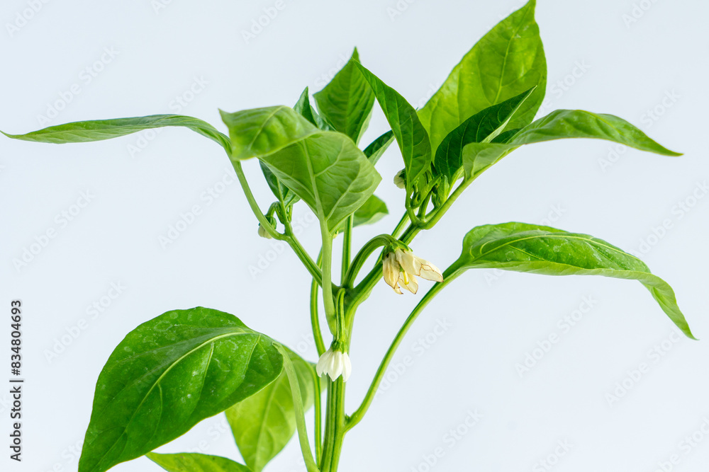 Obraz premium ピーマンの苗