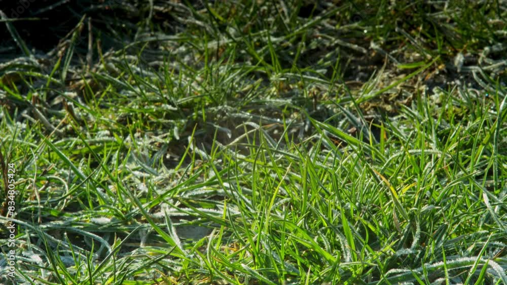 Time lapse. Green grass in snowy frost that melts in the sun. Time lapse. Green grass in snowy frost that melts in the sun.