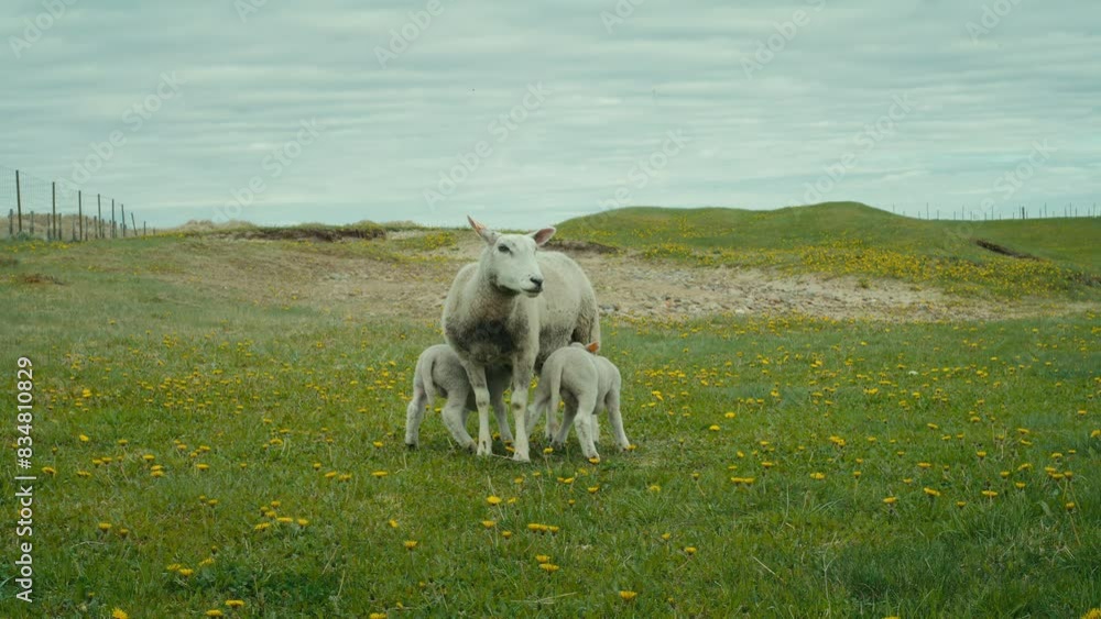 Static shot of a sheep allowing her lambs to suckle to get fresh milk Static shot of a sheep allowing her lambs to suckle to get fresh milk