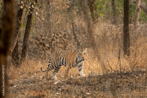 wild sub adult male bengal tiger panthera tigris walking head on territory stroll in summer season morning safari tour in dry forest or jungle at panna national park tiger reserve madhya pradesh india