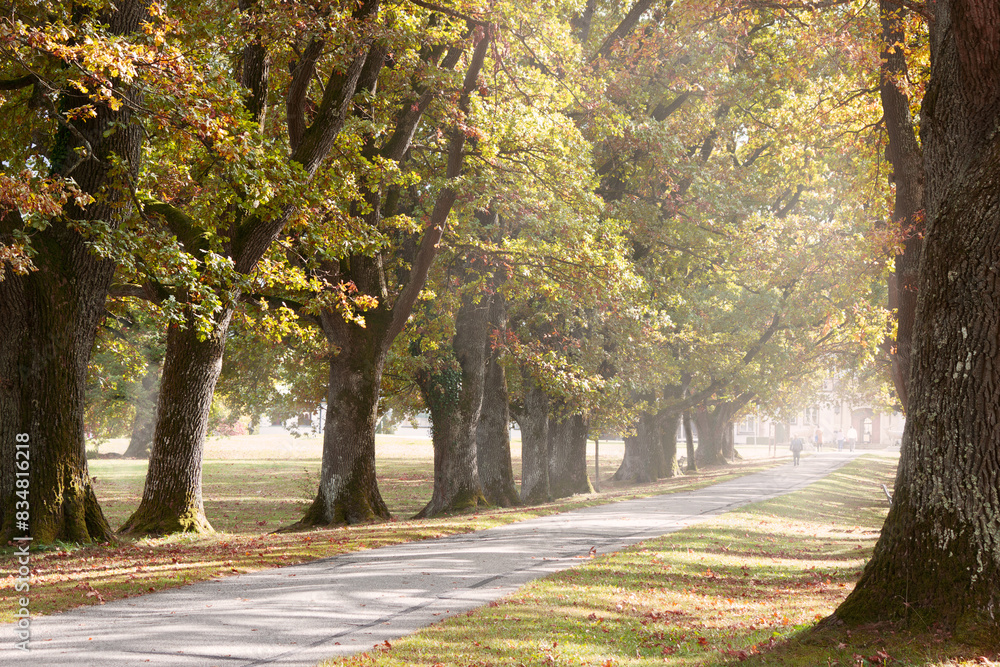 Naklejka premium Allee im Park mit alten Eichen in einer herbstlich-sonnigen Nebelstimmung