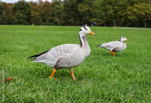 The bar-headed goose (Anser indicus) is pale grey and is easily distinguished from any of the other grey geese of the genus Anser by the black bars on its head. photo