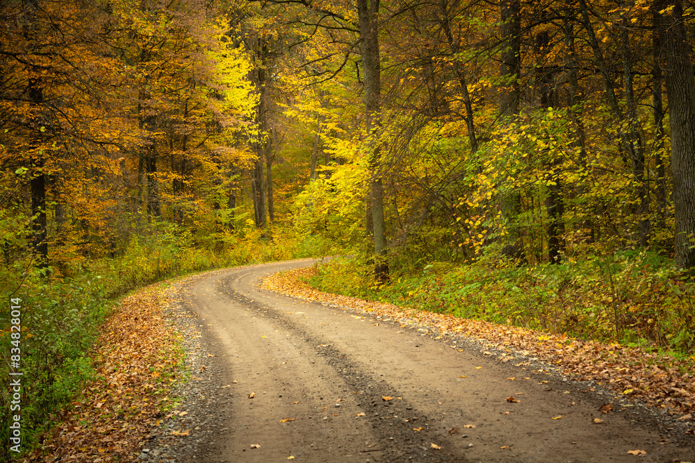 A bend on the dirt road in the autumn forest A bend on the dirt road in the autumn forest