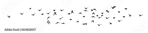 Flying birds silhouette flock. Not AI, Free birds abstraction . Horizontal background. Vector illustration
