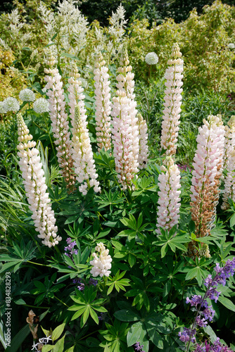 Weiße Lupinien (Lupinus) im Blumenbeet  photo