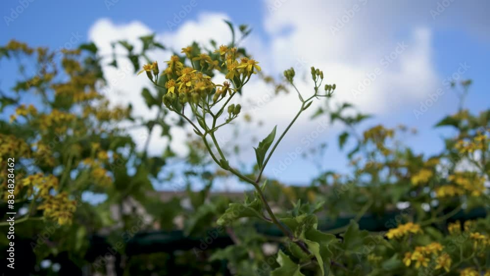 Bunch of flowers of Roldana petasitis, also known as the velvet groundsel or Californian geranium, evergreen subshrub. in Haifa, Israel. Bunch of flowers of Roldana petasitis, also known as the velvet groundsel or Californian geranium, evergreen subshrub. in Haifa, Israel.