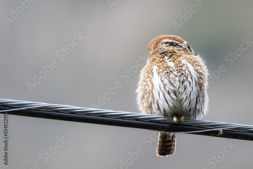 Chuncho (Glaucidium nana)