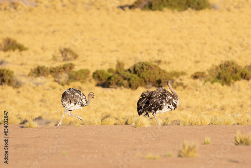 Ñandú de la puna / suri (Rhea pennata tarapacensis)