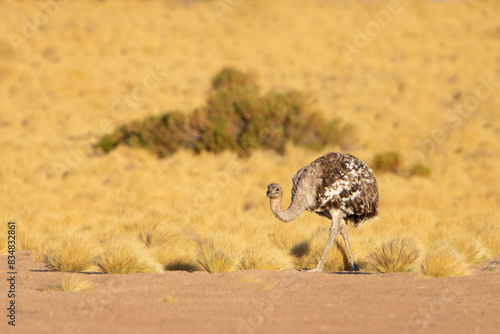 Ñandú de la puna / suri (Rhea pennata tarapacensis)