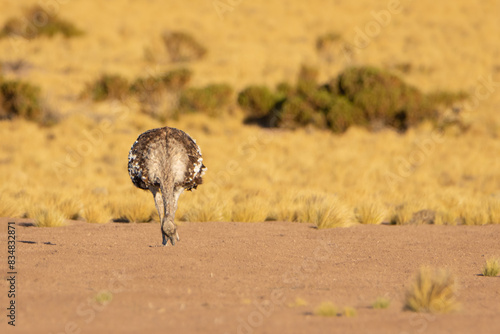 Ñandú de la puna / suri (Rhea pennata tarapacensis)