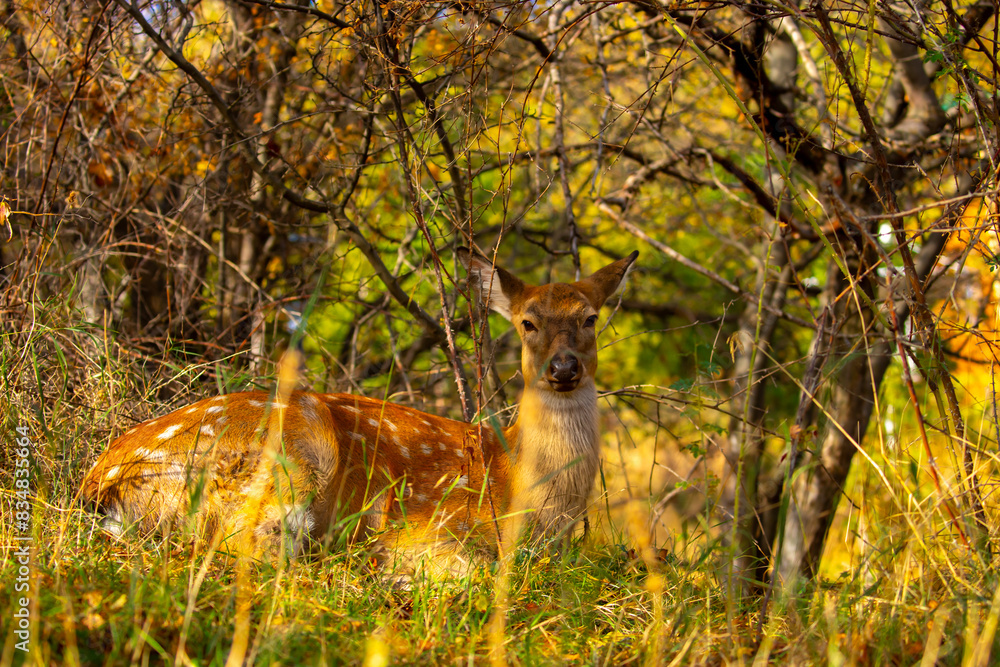 Beautiful sika deer in the autumn forest against the background of colorful foliage of trees. The deer looks to the sides and chews the grass. Fabulous forest autumn landscape with wild animals. Beautiful sika deer in the autumn forest against the background of colorful foliage of trees. The deer looks to the sides and chews the grass. Fabulous forest autumn landscape with wild animals.