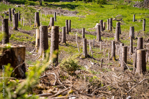 Clearing with Tree Stumps Due to Pest Infestation Management in the Thuringian Forest