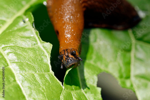 Εκτύπωση καμβά close up of the mouth of a eating slug, arion vulgaris on a lettuce leaf in the