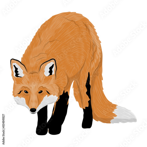 The red fox walks forward with his head bowed. Realistic vector carnivorous animal