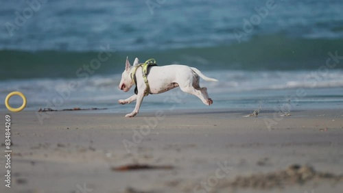 A white miniature English bullterrier runs on the sandy beach chasing the toy. Slow-motion, pan follow. photo