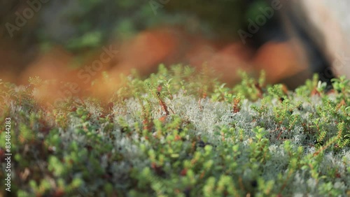 Ripe crow berries soft moss and green miniature plants in the lush forest undergrowth. Parallax video, bokeh background. photo