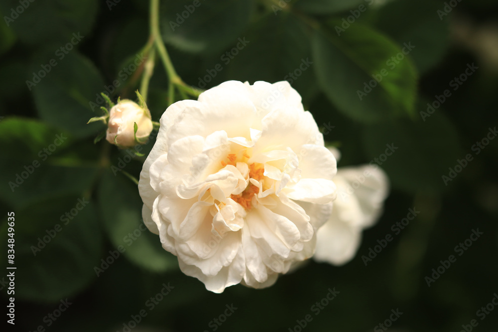 Blooming white rose, flowers close-up. Flowers in a park or garden. Gardening. Growing roses. Beautiful white flowers among green leaves. Shrub roses in spring. Natural floral background Blooming white rose, flowers close-up. Flowers in a park or garden. Gardening. Growing roses. Beautiful white flowers among green leaves. Shrub roses in spring. Natural floral background