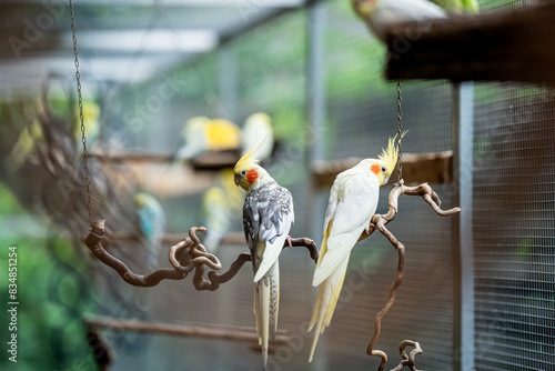 Zwei Nymphensittiche sitzen mit dem Rücken zur Kamera in einer Außenvoliere