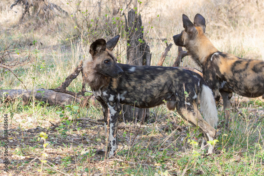 Endangered African Wild Dog or Painted Dog ( Lycaon pictus) in broadleaved woodland Kruger National Park, South Africa Endangered African Wild Dog or Painted Dog ( Lycaon pictus) in broadleaved woodland Kruger National Park, South Africa