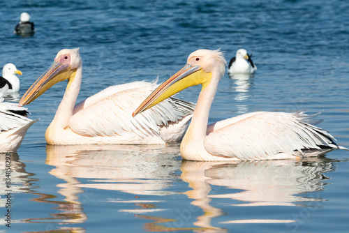 Great White Pelicans or Eastern White Pelicans (Pelecanus onocrotalus) swimming at sunset on the Berg River, Velddrif, West Coast, South Africa