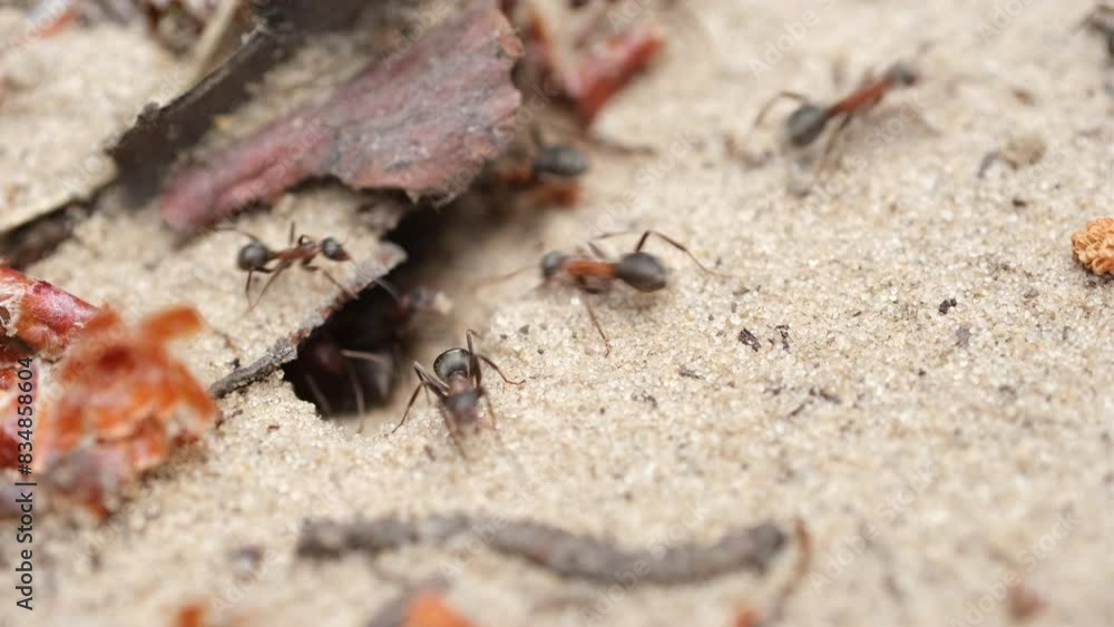 Ants working together moving and carrying sands into a colony entrance