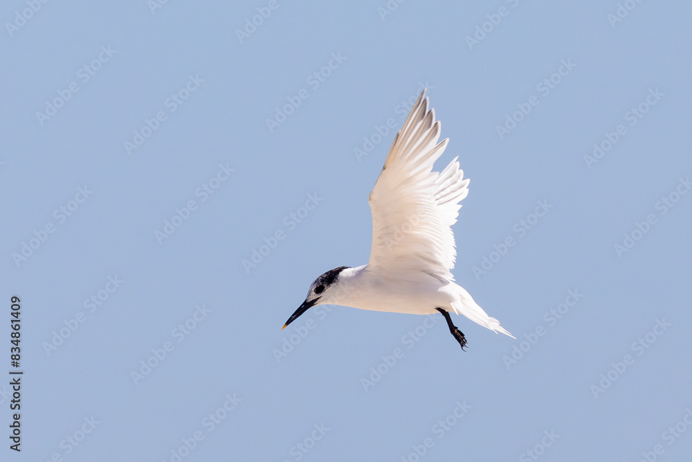 Sandwich Tern (Thalasseus sandvicensis) in flight Sandwich Tern (Thalasseus sandvicensis) in flight