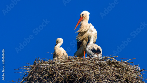 Weißstorch im Nest kurz vor dem Ausfliegen photo