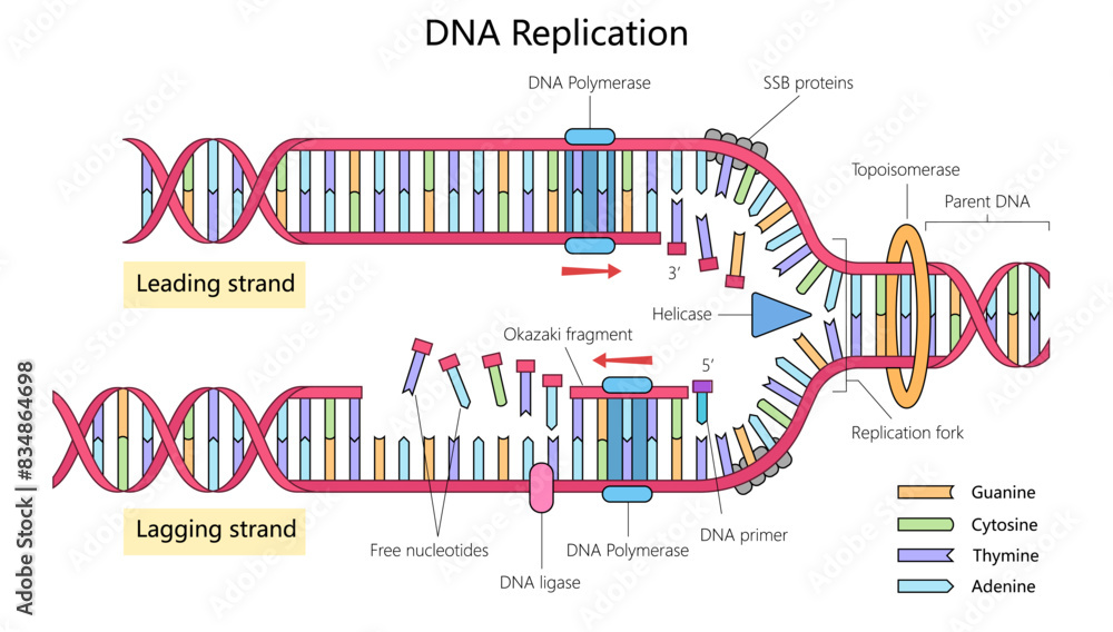 DNA replication showing leading and lagging strands, enzymes like DNA ...