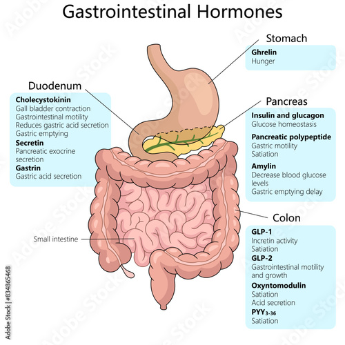 gastrointestinal hormones, including their origins in the stomach, duodenum, pancreas, and colon, and their specific functions schematic vector illustration. Medical science educational illustration