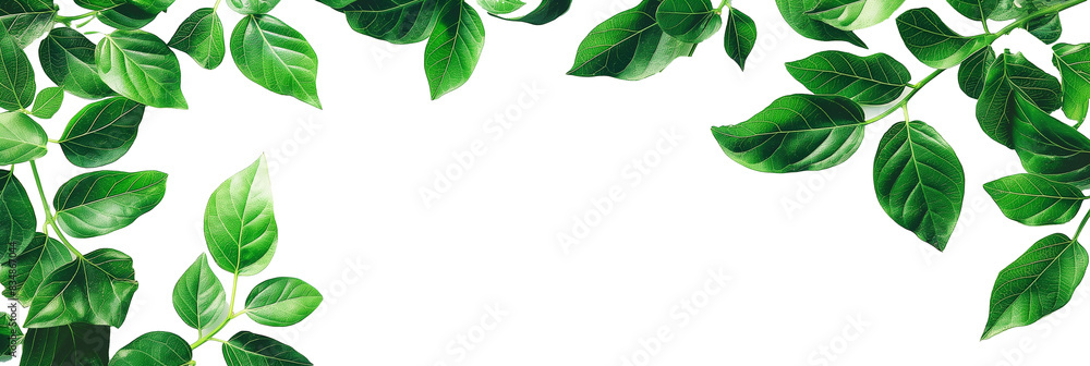 Flying green leaf drifting isolated on transparent background
Flying green leaf drifting isolated on transparent background
