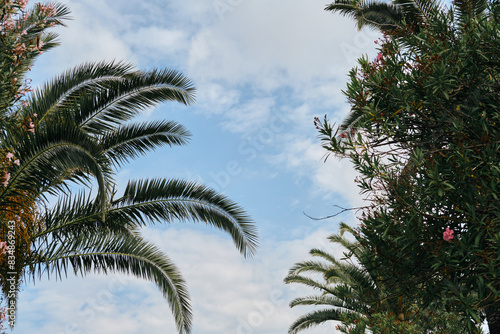 Pink oleander flowers and palm trees on Adriatic coast in city Bar  Montenegro. View from below of tree branches and blue cloudy sky. Beautiful but dangerous poisonous plant in a subtropical climate.