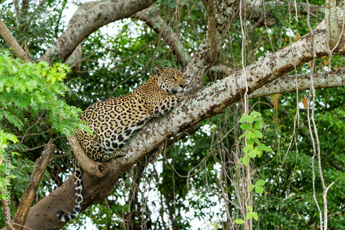 Jaguar  Panthera onca  resting in a tree in the Northern Pantanal in Mata Grosso in Brazil