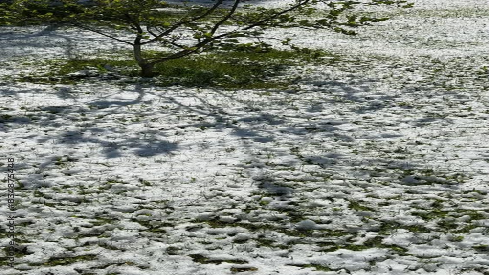 Snowfall in the garden in May among green grass Snowfall in the garden in May among green grass
