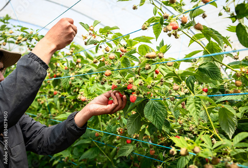 Billede på lærred Hands harvesting ripe raspberries in a greenhouse