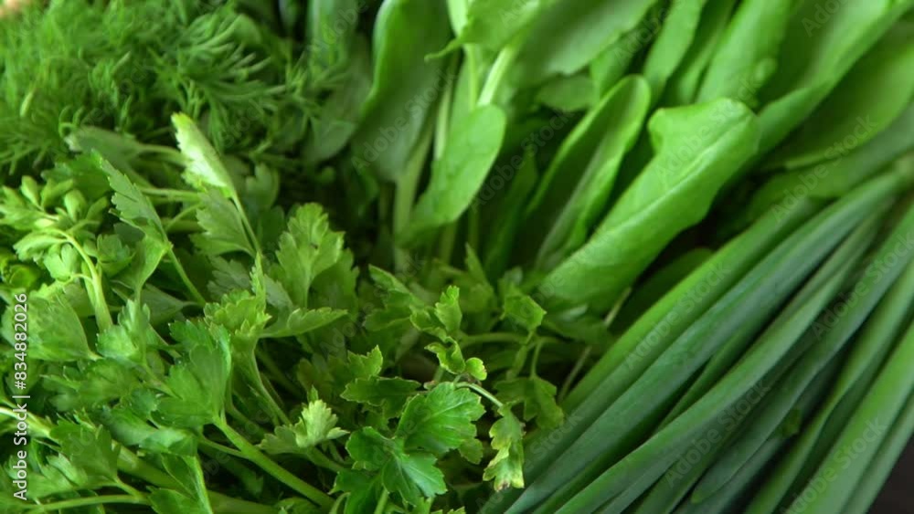 Green onions, spinach, parsley and dill. Vitamin food. Prepare greens for salad. Set different leaves Green onions, spinach, parsley and dill. Vitamin food. Prepare greens for salad. Set different leaves