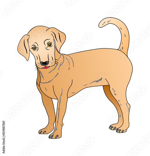 A line drawing in colour of a Labrador puppy dog  isolated on a white background