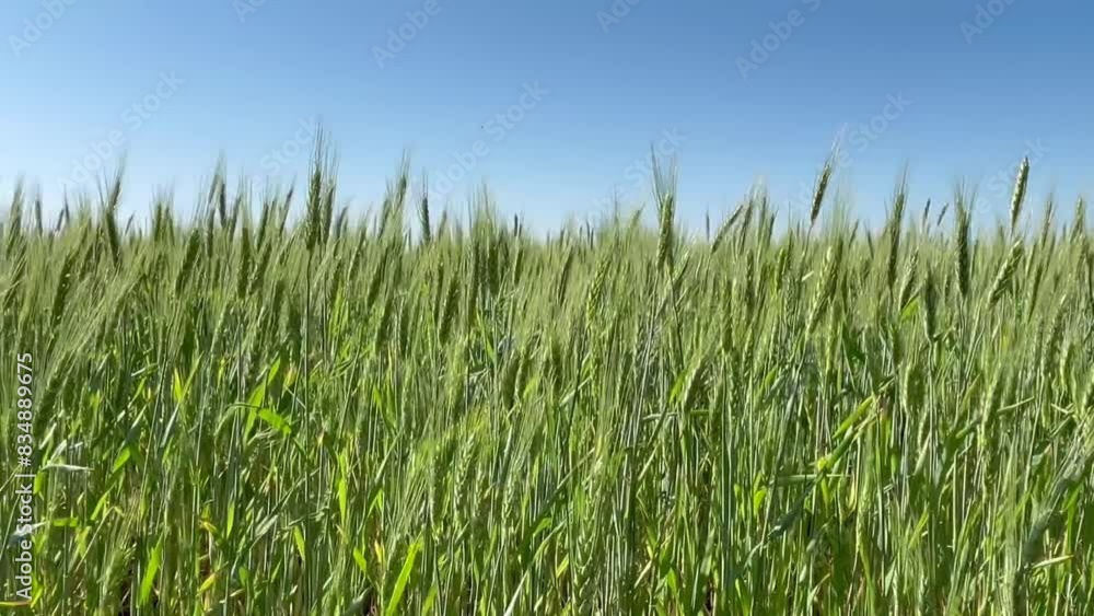 green unripe wheat growing in a wheat field green unripe wheat growing in a wheat field