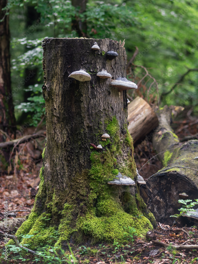 Nach Regenwetter im Forst, Waldstimmung Baumpilze am Baumstumpf Nach Regenwetter im Forst, Waldstimmung Baumpilze am Baumstumpf