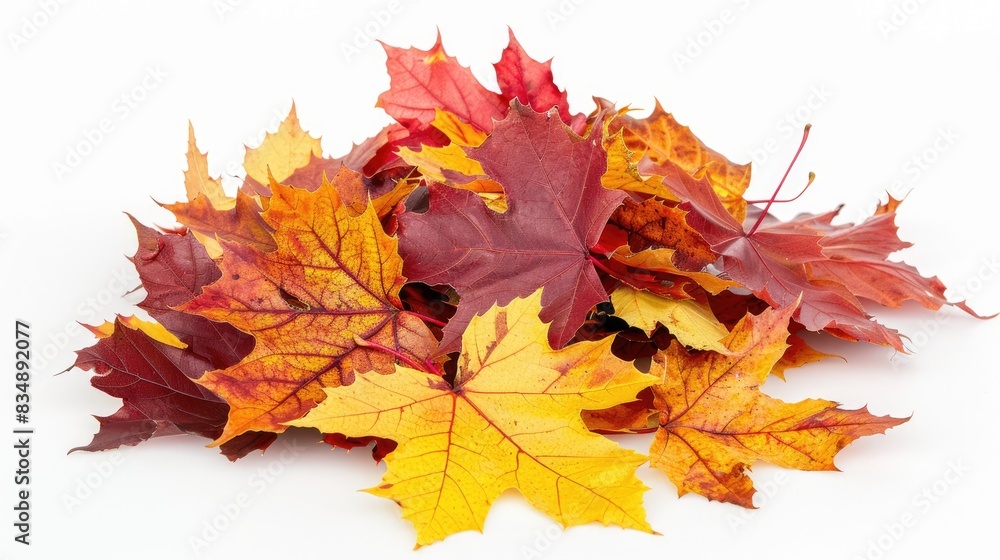 Fototapeta premium Autumn Maple Leaves Arranged in a Pile on White Background