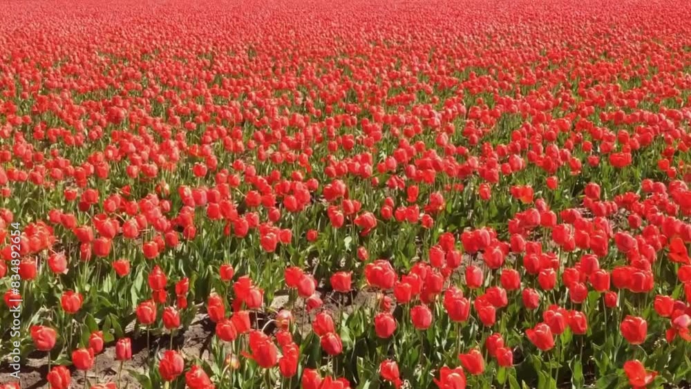 Tulips cultivation, floral business and trading worldwide Tulips cultivation, floral business and trading worldwide