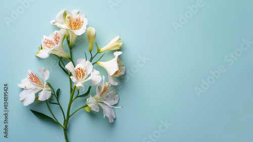 Beautiful freesia flowers on light blue background. 